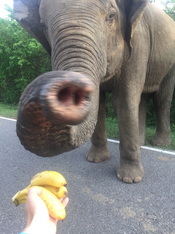elephant_arugambay